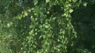 Une brune sensuelle se caresse en pleine nature